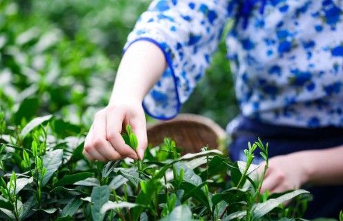 茶葉行業(yè)定制防偽標(biāo)簽適合什么防偽技術(shù)